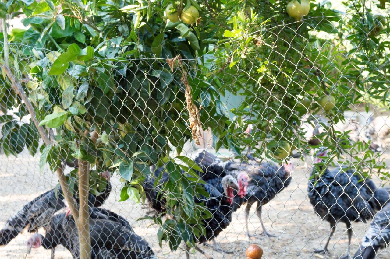 Hotel Nature Kolonje Εξωτερικό φωτογραφία